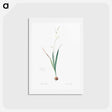 アートポストカード-Corn lily illustration - ピエール ジョゼフ ルドゥーテ Postcard.