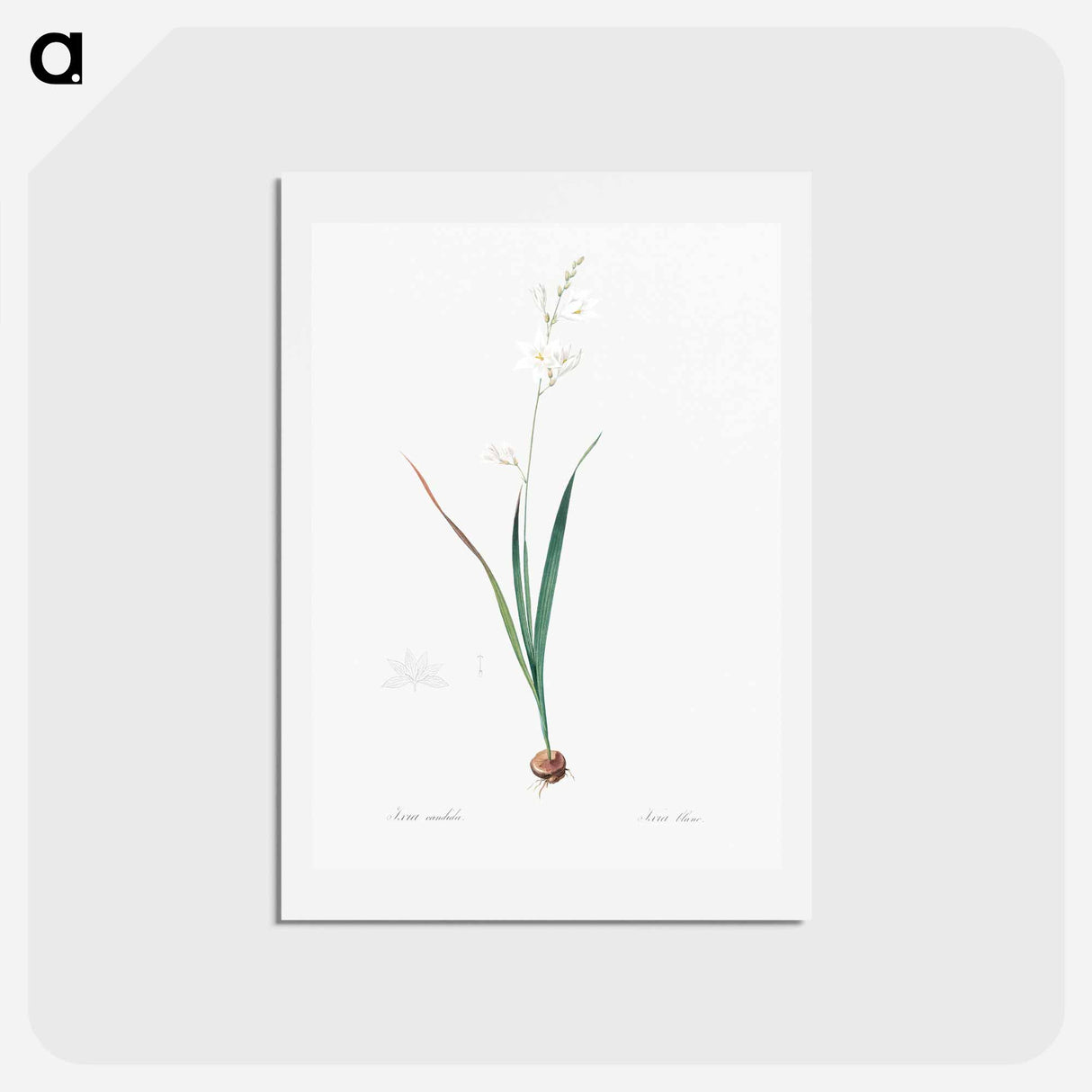 アートポストカード-Corn lily illustration - ピエール ジョゼフ ルドゥーテ Postcard.
