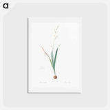 アートポストカード-Corn lily illustration - ピエール ジョゼフ ルドゥーテ Postcard.