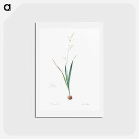 アートポストカード-Corn lily illustration - ピエール ジョゼフ ルドゥーテ Postcard.