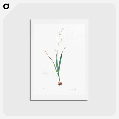 アートポストカード-Corn lily illustration - ピエール ジョゼフ ルドゥーテ Postcard.