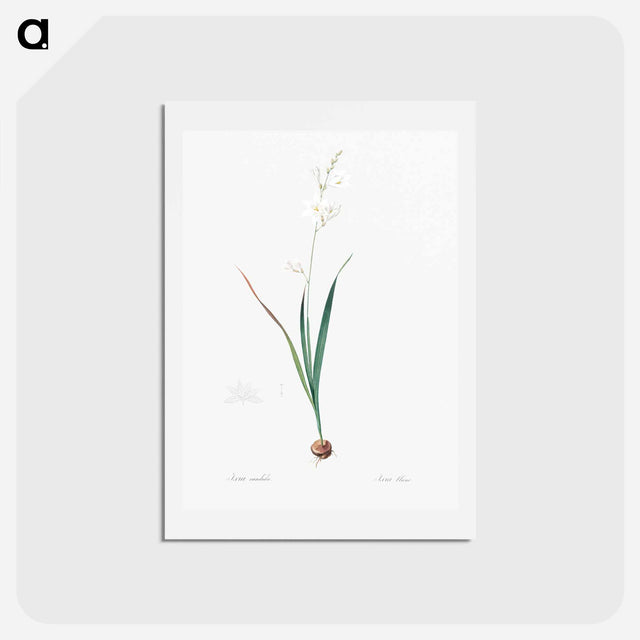 アートポストカード-Corn lily illustration - ピエール ジョゼフ ルドゥーテ Postcard.