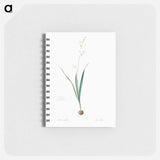 Corn lily illustration - ピエール ジョゼフ ルドゥーテ Memo.
