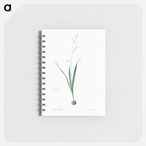 アートメモ帳-Corn lily illustration - ピエール ジョゼフ ルドゥーテ Memo.