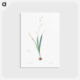 アートポストカード-Corn lily illustration - ピエール ジョゼフ ルドゥーテ Postcard.