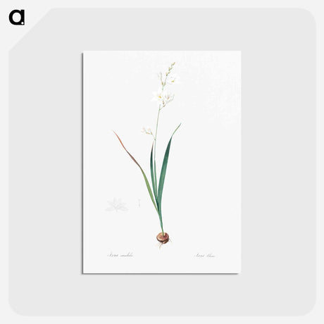 アートポストカード-Corn lily illustration - ピエール ジョゼフ ルドゥーテ Postcard.