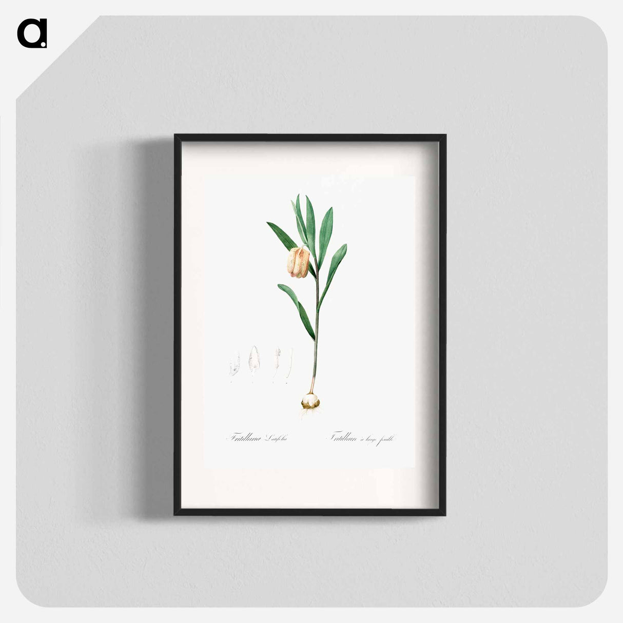 Fritillaria latifolia illustration - ピエール ジョゼフ ルドゥーテ Poster.