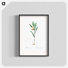 アートポスター-Fritillaria latifolia illustration - ピエール ジョゼフ ルドゥーテ Poster.