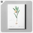 アートパネル-Fritillaria latifolia illustration - ピエール ジョゼフ ルドゥーテ Canvas.