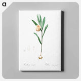 アートパネル-Fritillaria latifolia illustration - ピエール ジョゼフ ルドゥーテ Canvas.