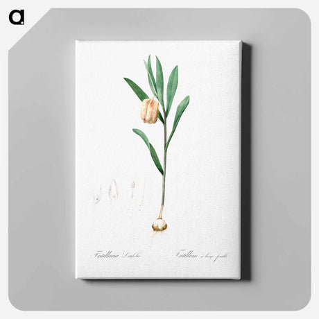 アートパネル-Fritillaria latifolia illustration - ピエール ジョゼフ ルドゥーテ Canvas.