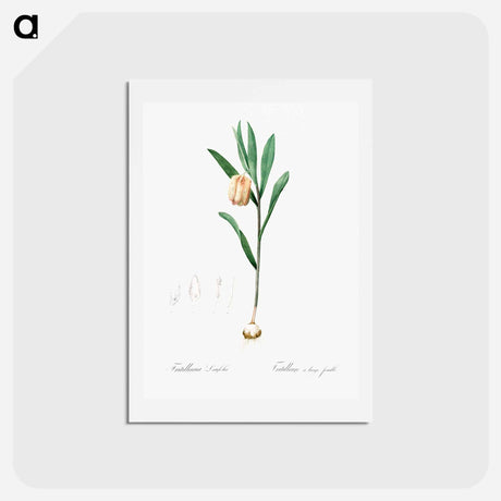 アートポストカード-Fritillaria latifolia illustration - ピエール ジョゼフ ルドゥーテ Postcard.