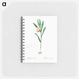 Fritillaria latifolia illustration - ピエール ジョゼフ ルドゥーテ Memo.