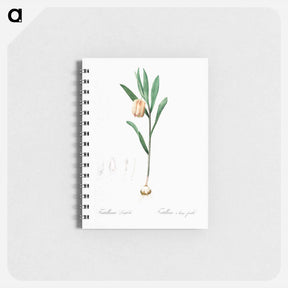 アートメモ帳-Fritillaria latifolia illustration - ピエール ジョゼフ ルドゥーテ Memo.