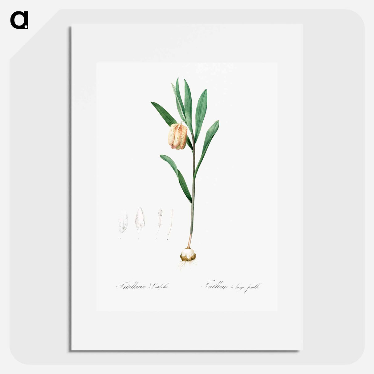 Fritillaria latifolia illustration - ピエール ジョゼフ ルドゥーテ Poster.