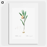 Fritillaria latifolia illustration - ピエール ジョゼフ ルドゥーテ Poster.