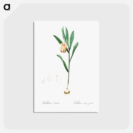 アートポストカード-Fritillaria latifolia illustration - ピエール ジョゼフ ルドゥーテ Postcard.