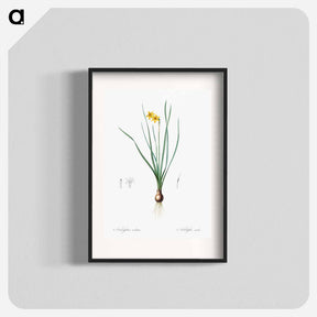 アートポスター-Rush-leaf jonquil illustration - ピエール ジョゼフ ルドゥーテ Poster.