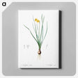 アートパネル-Rush-leaf jonquil illustration - ピエール ジョゼフ ルドゥーテ Canvas.