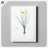 アートパネル-Rush-leaf jonquil illustration - ピエール ジョゼフ ルドゥーテ Canvas.