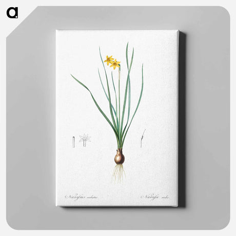 アートパネル-Rush-leaf jonquil illustration - ピエール ジョゼフ ルドゥーテ Canvas.