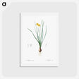 アートポストカード-Rush-leaf jonquil illustration - ピエール ジョゼフ ルドゥーテ Postcard.