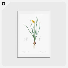 アートポストカード-Rush-leaf jonquil illustration - ピエール ジョゼフ ルドゥーテ Postcard.