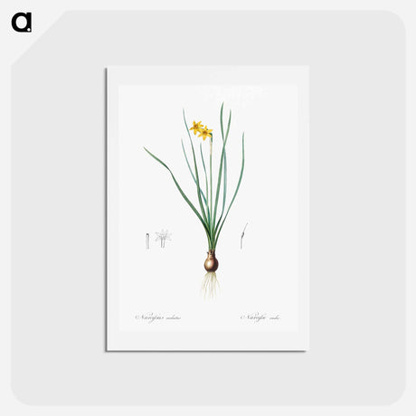 アートポストカード-Rush-leaf jonquil illustration - ピエール ジョゼフ ルドゥーテ Postcard.