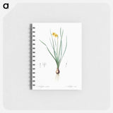 Rush-leaf jonquil illustration - ピエール ジョゼフ ルドゥーテ Memo.