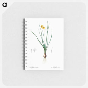 アートメモ帳-Rush-leaf jonquil illustration - ピエール ジョゼフ ルドゥーテ Memo.
