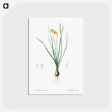 アートポストカード-Rush-leaf jonquil illustration - ピエール ジョゼフ ルドゥーテ Postcard.