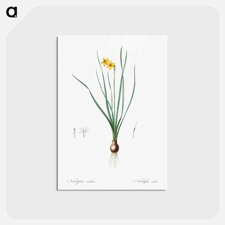 アートポストカード-Rush-leaf jonquil illustration - ピエール ジョゼフ ルドゥーテ Postcard.