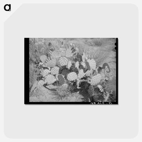 アートポストカード-Cactus, Graham County
 - ラッセル リー Postcard.