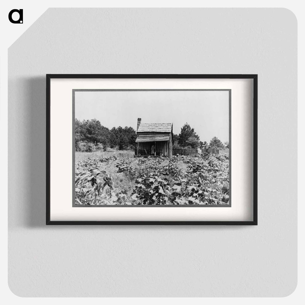 Sharecropper's cabin, cotton and corn, near Jackson, Mississippi - Dorothea Lange Poster.