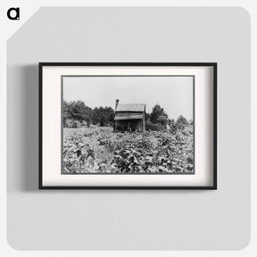 アートポスター-Sharecropper's cabin, cotton and corn, near Jackson, Mississippi - ドロテア ラング Poster.