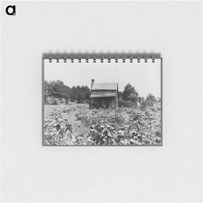 アートメモ帳-Sharecropper's cabin, cotton and corn, near Jackson, Mississippi - ドロテア ラング Memo.