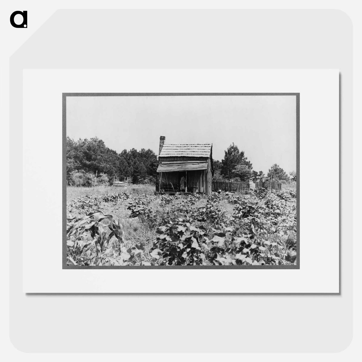 Sharecropper's cabin, cotton and corn, near Jackson, Mississippi - Dorothea Lange Poster.