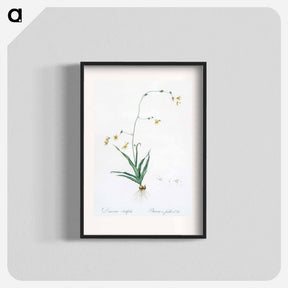 アートポスター-Diasia iridifolia illustration - ピエール ジョゼフ ルドゥーテ Poster.