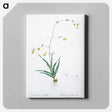アートパネル-Diasia iridifolia illustration - ピエール ジョゼフ ルドゥーテ Canvas.