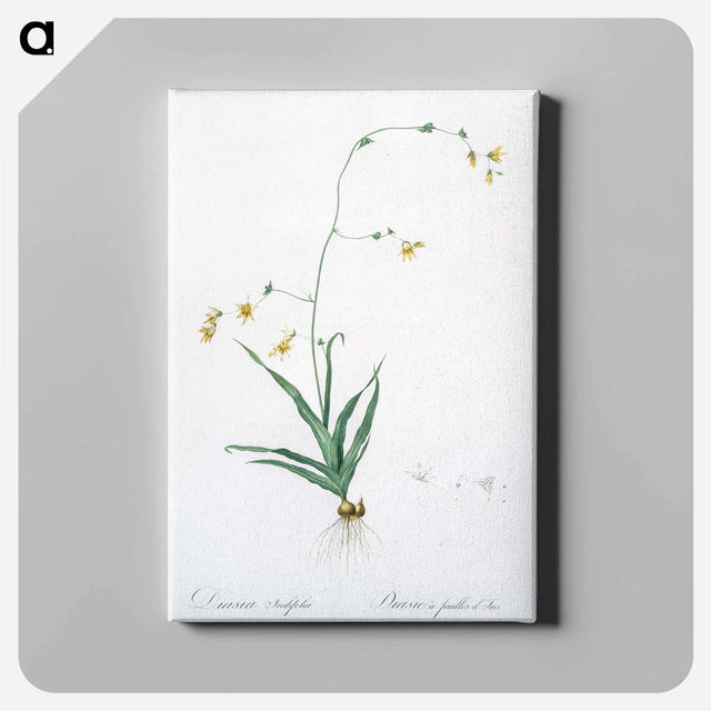 アートパネル-Diasia iridifolia illustration - ピエール ジョゼフ ルドゥーテ Canvas.