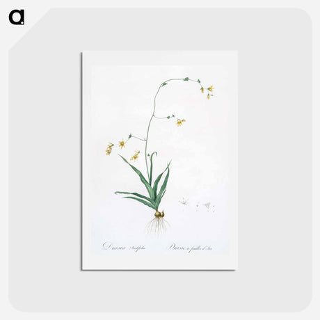 アートポストカード-Diasia iridifolia illustration - ピエール ジョゼフ ルドゥーテ Postcard.