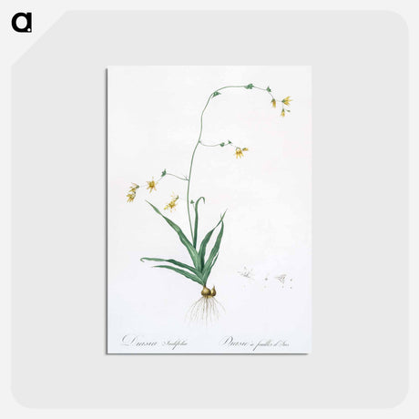 アートポストカード-Diasia iridifolia illustration - ピエール ジョゼフ ルドゥーテ Postcard.