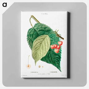 アートパネル-Cherry (Cerasus) - ピエール ジョゼフ ルドゥーテ Canvas.