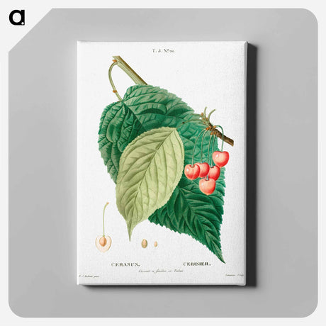 アートパネル-Cherry (Cerasus) - ピエール ジョゼフ ルドゥーテ Canvas.