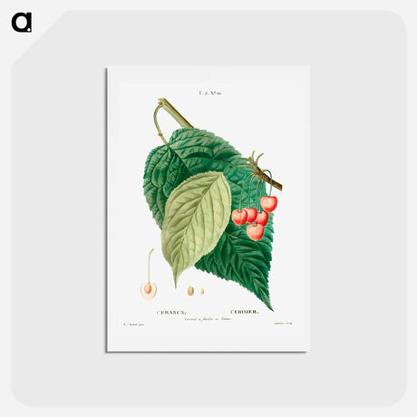 アートポストカード-Cherry (Cerasus) - ピエール ジョゼフ ルドゥーテ Postcard.