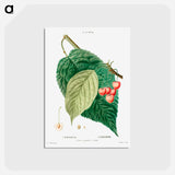アートポストカード-Cherry (Cerasus) - ピエール ジョゼフ ルドゥーテ Postcard.