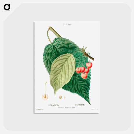 アートポストカード-Cherry (Cerasus) - ピエール ジョゼフ ルドゥーテ Postcard.