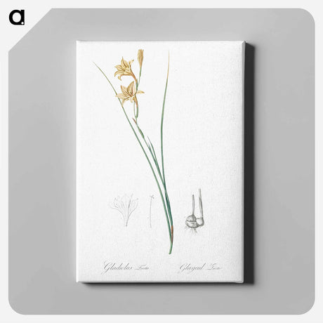 アートパネル-Gladiolus illustration from Les liliacées - ピエール ジョゼフ ルドゥーテ Canvas.