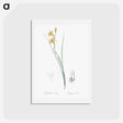 アートポストカード-Gladiolus illustration from Les liliacées - ピエール ジョゼフ ルドゥーテ Postcard.