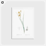 アートポストカード-Gladiolus illustration from Les liliacées - ピエール ジョゼフ ルドゥーテ Postcard.